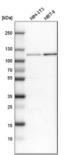 Western blot analysis in mouse cell line NIH-3T3 and rat cell line NBT-II.