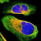 Immunofluorescent staining of human cell line U-2 OS shows localization to plasma membrane & cytosol.