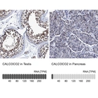 Anti-CALCOCO2 Antibody
