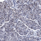 Immunohistochemical staining of human pancreas shows no positivity in exocrine glandular cells as expected.