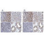 Immunohistochemical staining of human gastrointestinal, kidney, pancreas and testis using Anti-CALCOCO2 antibody HPA023019 (A) shows similar protein distribution across tissues to independent antibody HPA022989 (B).