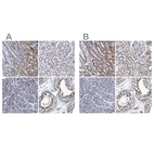 Immunohistochemical staining of human gastrointestinal, kidney, pancreas and testis using Anti-CALCOCO2 antibody HPA023019 (A) shows similar protein distribution across tissues to independent antibody HPA022989 (B).