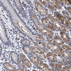 Immunohistochemical staining of human stomach shows moderate cytoplasmic positivity in glandular cells.