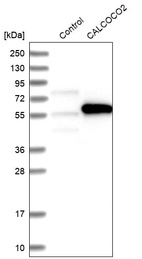 Western blot analysis in control (vector only transfected HEK293T lysate) and CALCOCO2 over-expression lysate (Co-expressed with a C-terminal myc-DDK tag (~3.1 kDa) in mammalian HEK293T cells, LY417045).