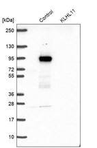 Western blot analysis in control (vector only transfected HEK293T lysate) and KLHL11 over-expression lysate (Co-expressed with a C-terminal myc-DDK tag (~3.1 kDa) in mammalian HEK293T cells, LY413273).