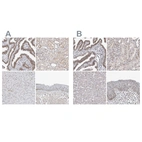 Anti-WRAP53 Antibody