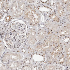 Immunohistochemical staining of human kidney shows weak to moderate nuclear positivity in cells in tubules.