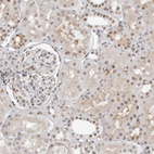 Anti-WRAP53 Antibody