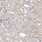 Immunohistochemical staining of human kidney shows weak to moderate nuclear positivity in cells in tubules.