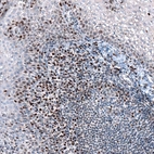 Immunohistochemical staining of human lymphoid tissues shows moderate to strong nuclear positivity in lymphoid cells.