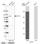 Western blot analysis in human cell line HEK 293 and human cell line MCF-7.
