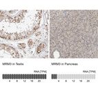 Anti-MRM3 Antibody