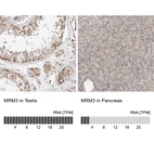 Anti-MRM3 Antibody