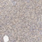 Immunohistochemical staining of human pancreas shows low expression as expected.