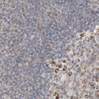 Immunohistochemical staining of human lymph node using Anti-MRM3 antibody HPA023031.