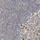 Immunohistochemical staining of human lymph node using Anti-MRM3 antibody HPA023031.