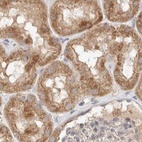Immunohistochemical staining of human kidney using Anti-MRM3 antibody HPA023031.
