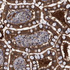 Immunohistochemical staining of human Small intestine shows strong granular cytoplasmic positivity in glandular cells.