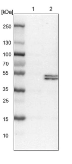 Lane 1: NIH-3T3 cell lysate (Mouse embryonic fibroblast cells)_br/_Lane 2: NBT-II cell lysate (Rat Wistar bladder tumour cells)