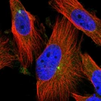 Immunofluorescent staining of human cell line U-251 MG shows localization to centrosome.