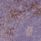 Immunohistochemical staining of human lymph node shows strong cytoplasmic positivity in non-germinal center cells.