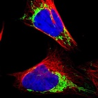 Immunofluorescent staining of human cell line U-2 OS shows localization to mitochondria.