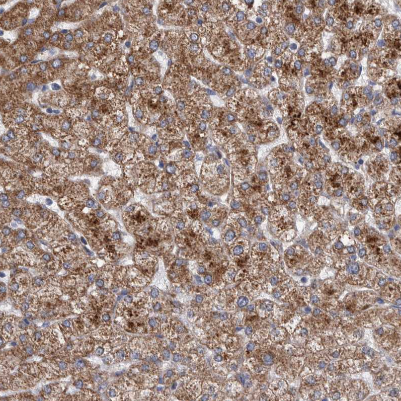 Anti-SLC25A10 Antibody