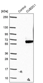 Western blot analysis in control (vector only transfected HEK293T lysate) and CUEDC1 over-expression lysate (Co-expressed with a C-terminal myc-DDK tag (~3.1 kDa) in mammalian HEK293T cells, LY413433).