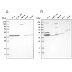 Western blot analysis using Anti-MRPL38 antibody HPA023054 (A) shows similar pattern to independent antibody HPA023135 (B).