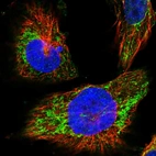 Immunofluorescent staining of human cell line U-251 MG shows localization to mitochondria.