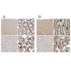 Immunohistochemical staining of human cerebellum, gastrointestinal, liver and placenta using Anti-ZNF521 antibody HPA023056 (A) shows similar protein distribution across tissues to independent antibody HPA023849 (B).