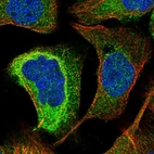 Immunofluorescent staining of human cell line A-431 shows localization to cytosol & centrosome.