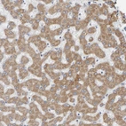 Immunohistochemical staining of human liver shows high expression.