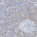 Immunohistochemical staining of human pancreas shows low expression as expected.