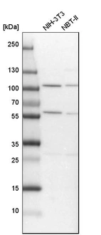 Western blot analysis in mouse cell line NIH-3T3 and rat cell line NBT-II.