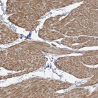 Anti-SLFN14 Antibody