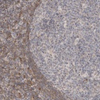 Anti-NSMAF Antibody