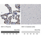 Anti-IDO1 Antibody