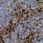 Immunohistochemical staining of human lymph node shows strong positivity in non - germinal center cells.