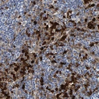 Immunohistochemical staining of human lymph node shows strong positivity in non - germinal center cells.