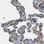 Immunohistochemical staining of human placenta shows moderate to strong cytoplasmic positivity in endothelial cells.
