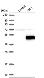 Western blot analysis in control (vector only transfected HEK293T lysate) and IDO1 over-expression lysate (Co-expressed with a C-terminal myc-DDK tag (~3.1 kDa) in mammalian HEK293T cells, LY400784).
