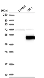 Western blot analysis in control (vector only transfected HEK293T lysate) and IDO1 over-expression lysate (Co-expressed with a C-terminal myc-DDK tag (~3.1 kDa) in mammalian HEK293T cells, LY400784).