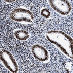 Anti-R3HCC1 Antibody