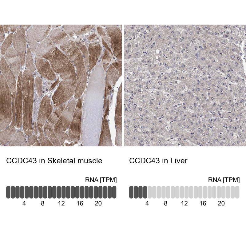 Anti-CCDC43 Antibody