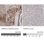 Anti-CCDC43 Antibody