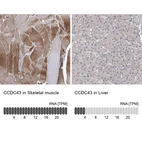 Anti-CCDC43 Antibody