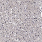 Immunohistochemical staining of human liver shows low expression as expected.