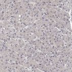 Anti-CCDC43 Antibody