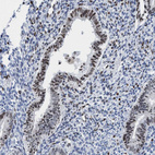 Immunohistochemical staining of human endometrium shows moderate nuclear positivity in glandular cells.